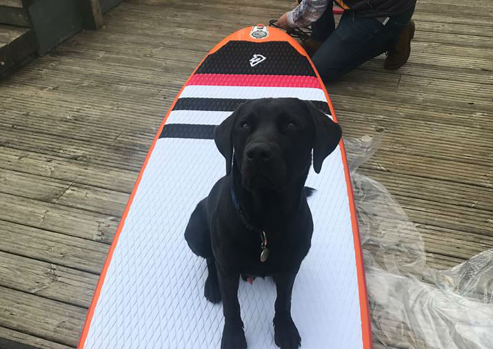 Black labrador puppy