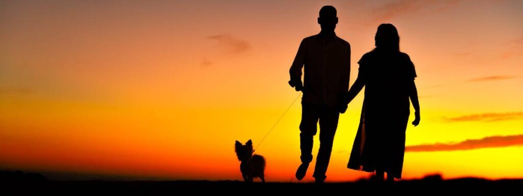 Who gets the dog after divorce